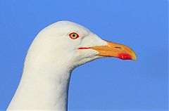 Lesser Black-backed Gull